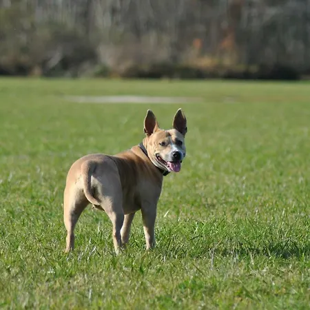 Irdning Pichlarn Apartment *