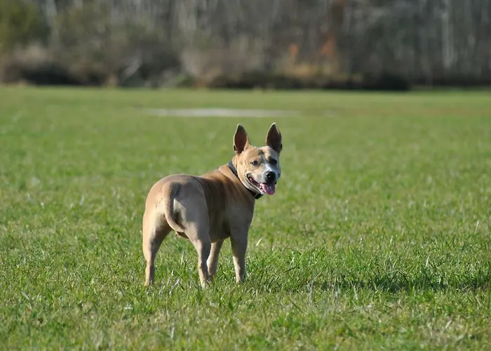 Irdning Pichlarn Apartment *